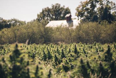 Sunset Lake Cannabis