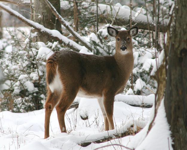 Deer on snow